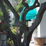 Capri Villa